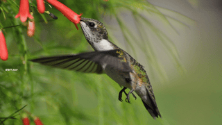 happy-hummingbird.gif