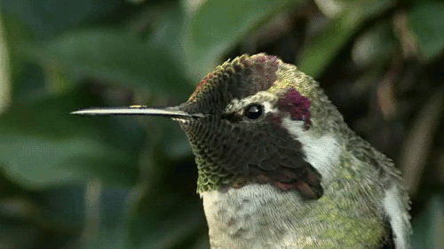 hummingbird-looking.gif