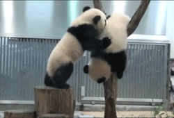 falling-panda.gif