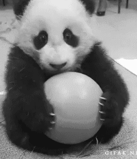 panda-hold-on.gif
