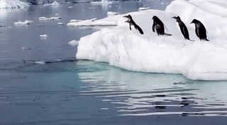 penguin-fail.gif