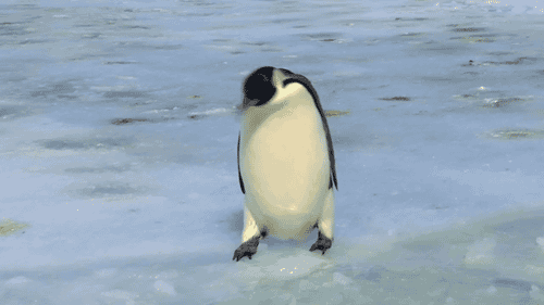 penguin-falls.gif