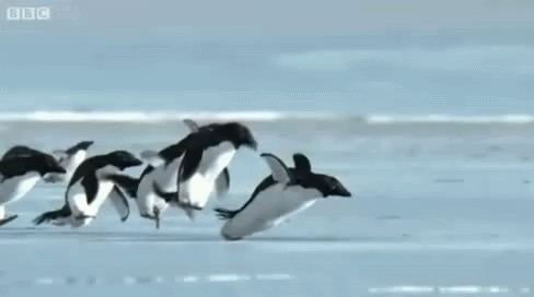 penguin-flying.gif